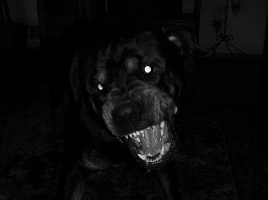 Walk Like A&nbsp;Dog