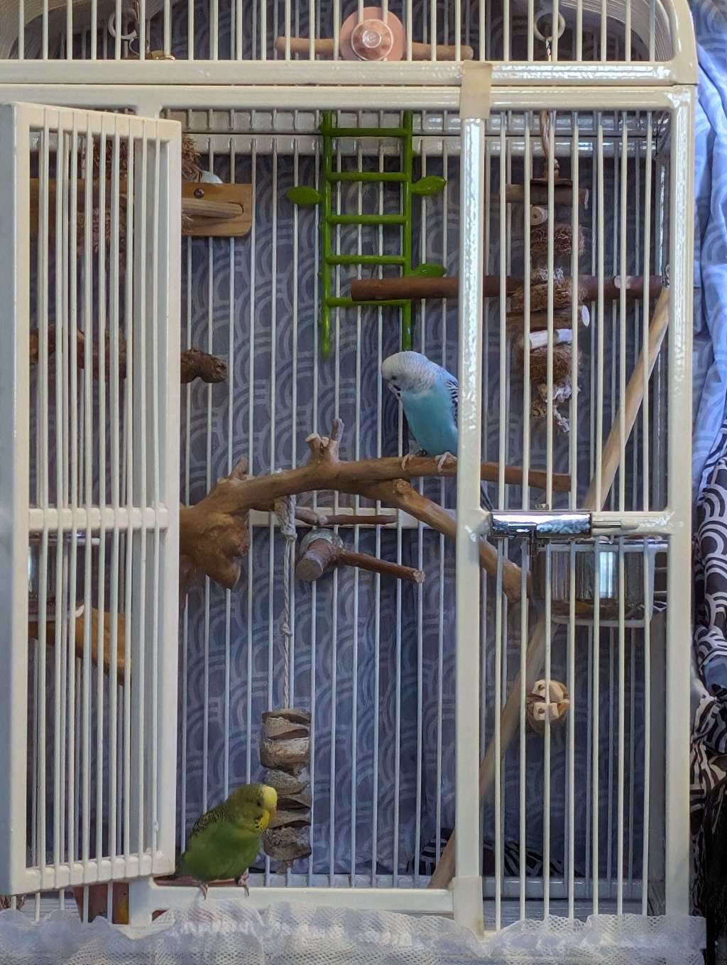 Befriending Birds